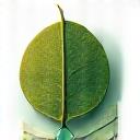 Icône de feuille verte et goutte d'eau